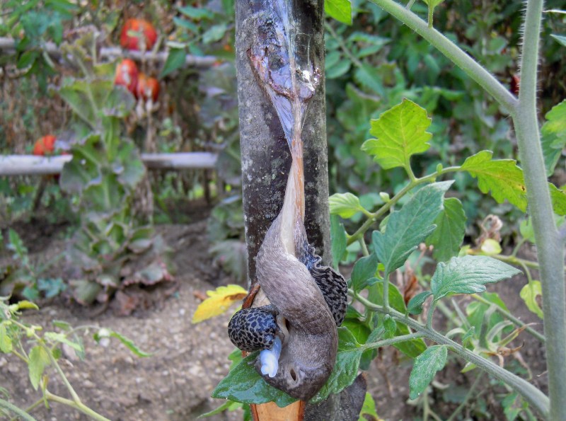 Limax del maximus-gruppo in accoppiamento da Cosenza